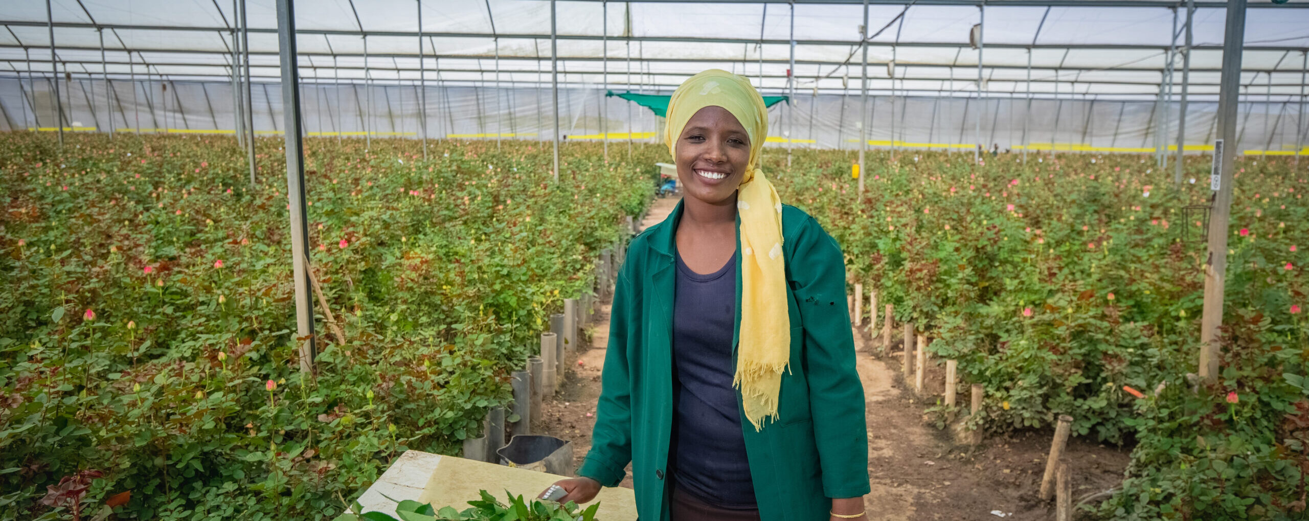 Vibrant large-flowered roses cultivated at AQ Roses nursery in Debre Zeit, Ethiopia