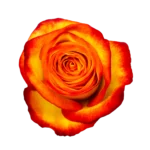 Fire Fox - Rosa Plaza