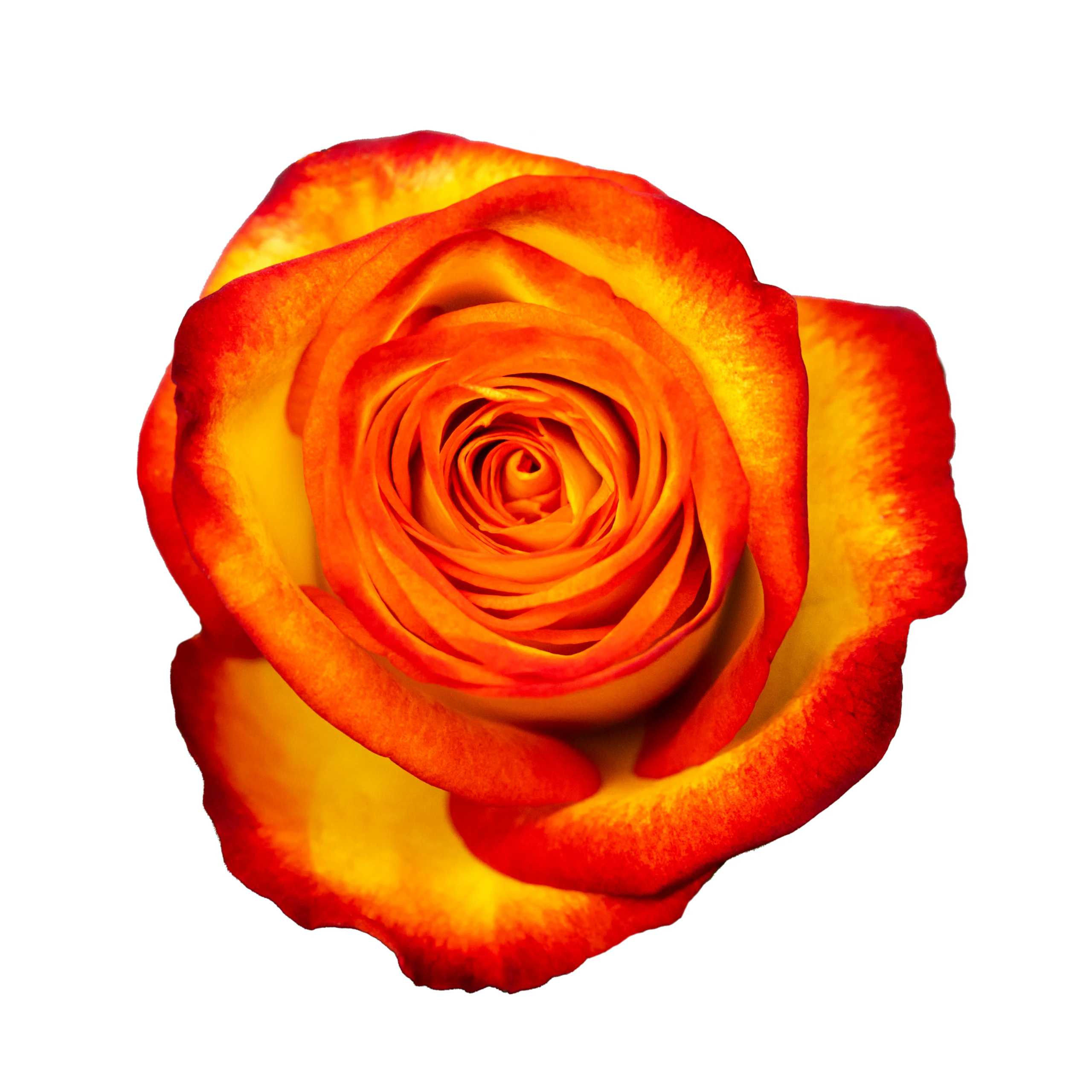 Fire Fox - Rosa Plaza