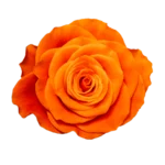 On Fire - Rosa Plaza - Interplant