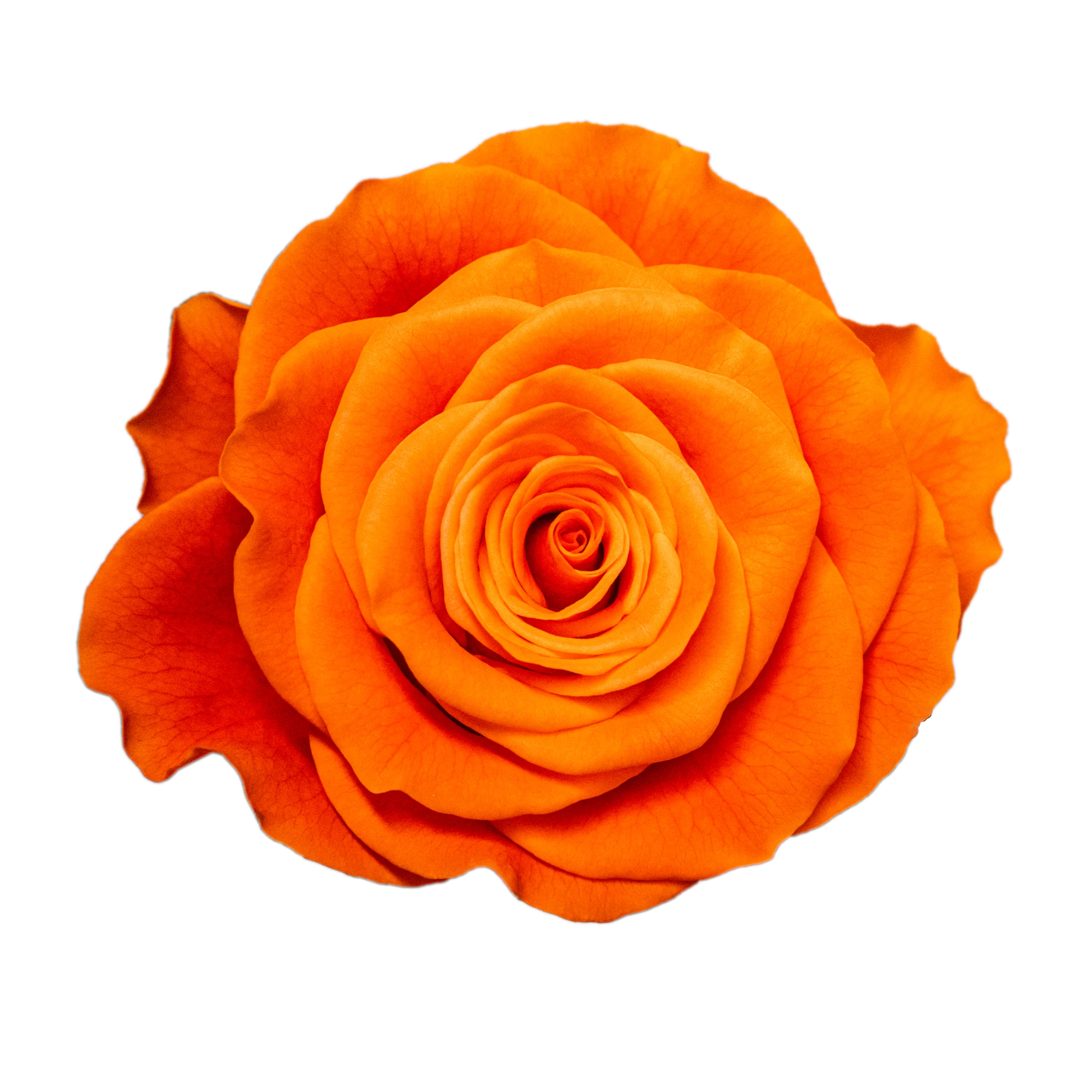 On Fire - Rosa Plaza - Interplant