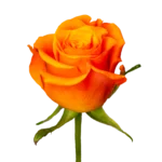On Fire - Rosa Plaza - Interplant
