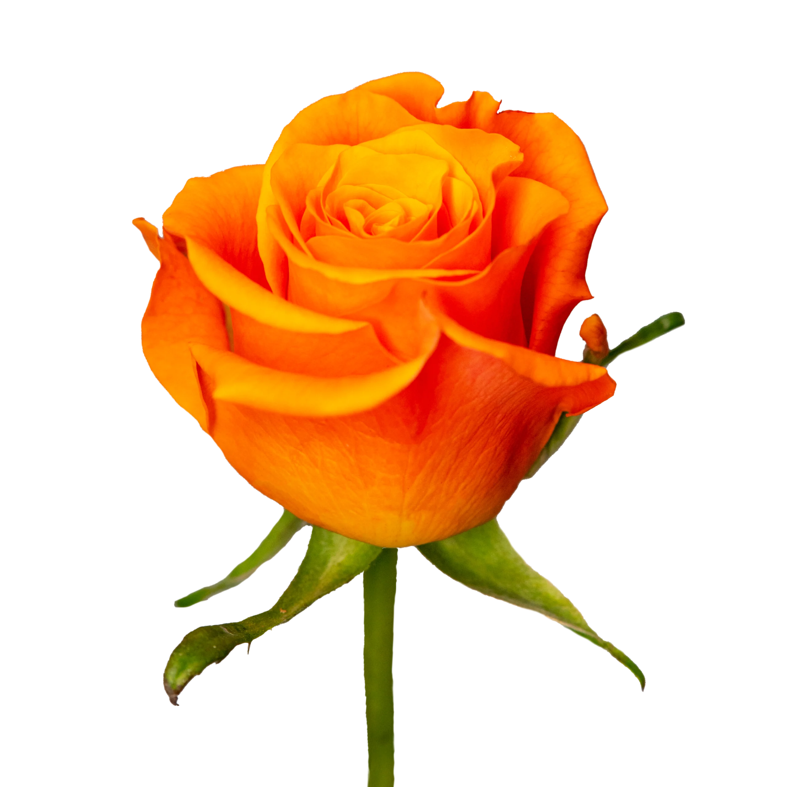 On Fire - Rosa Plaza - Interplant