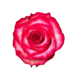 Ripasso - Rosa Plaza