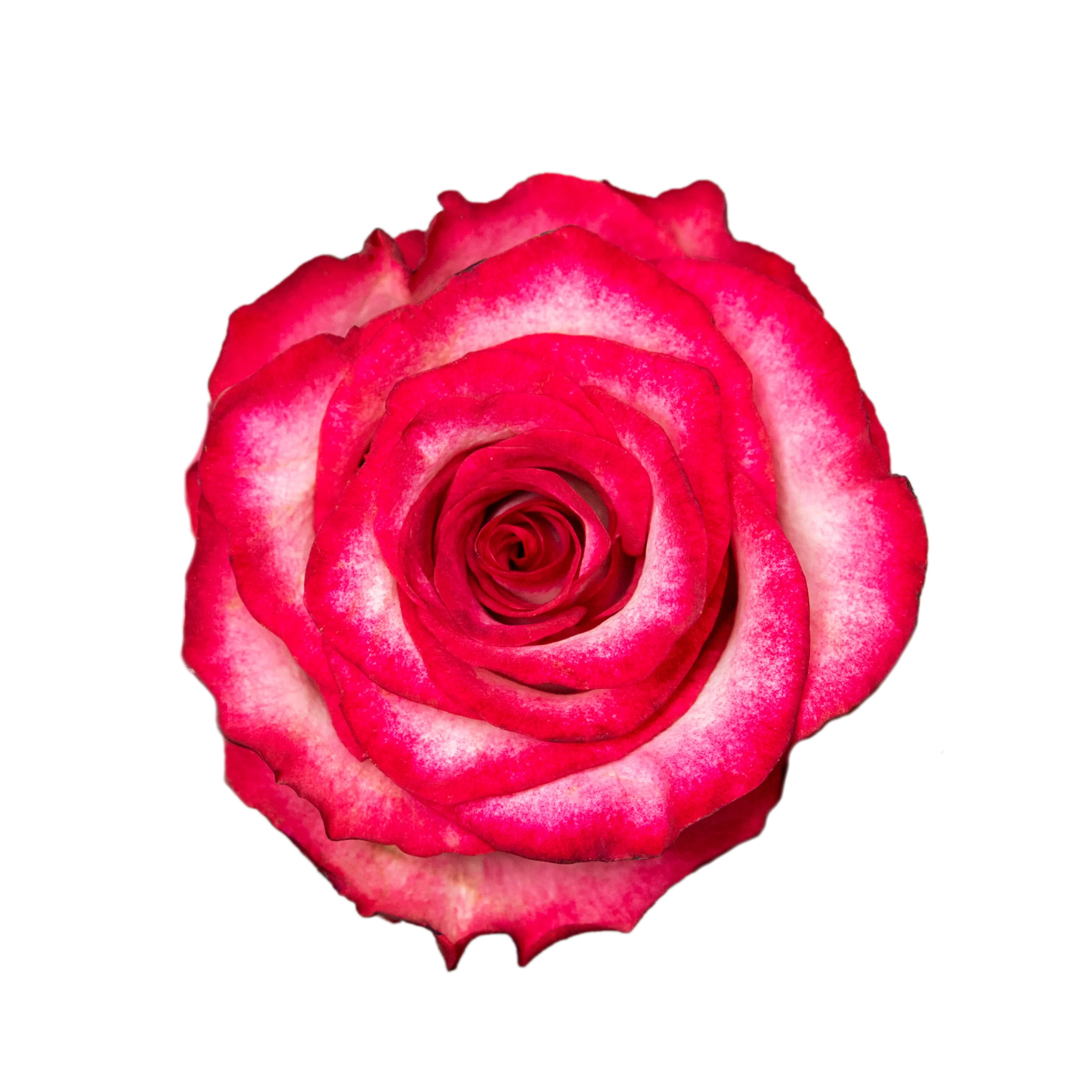 Ripasso - Rosa Plaza