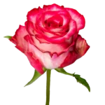 Ripasso Rosa Plaza