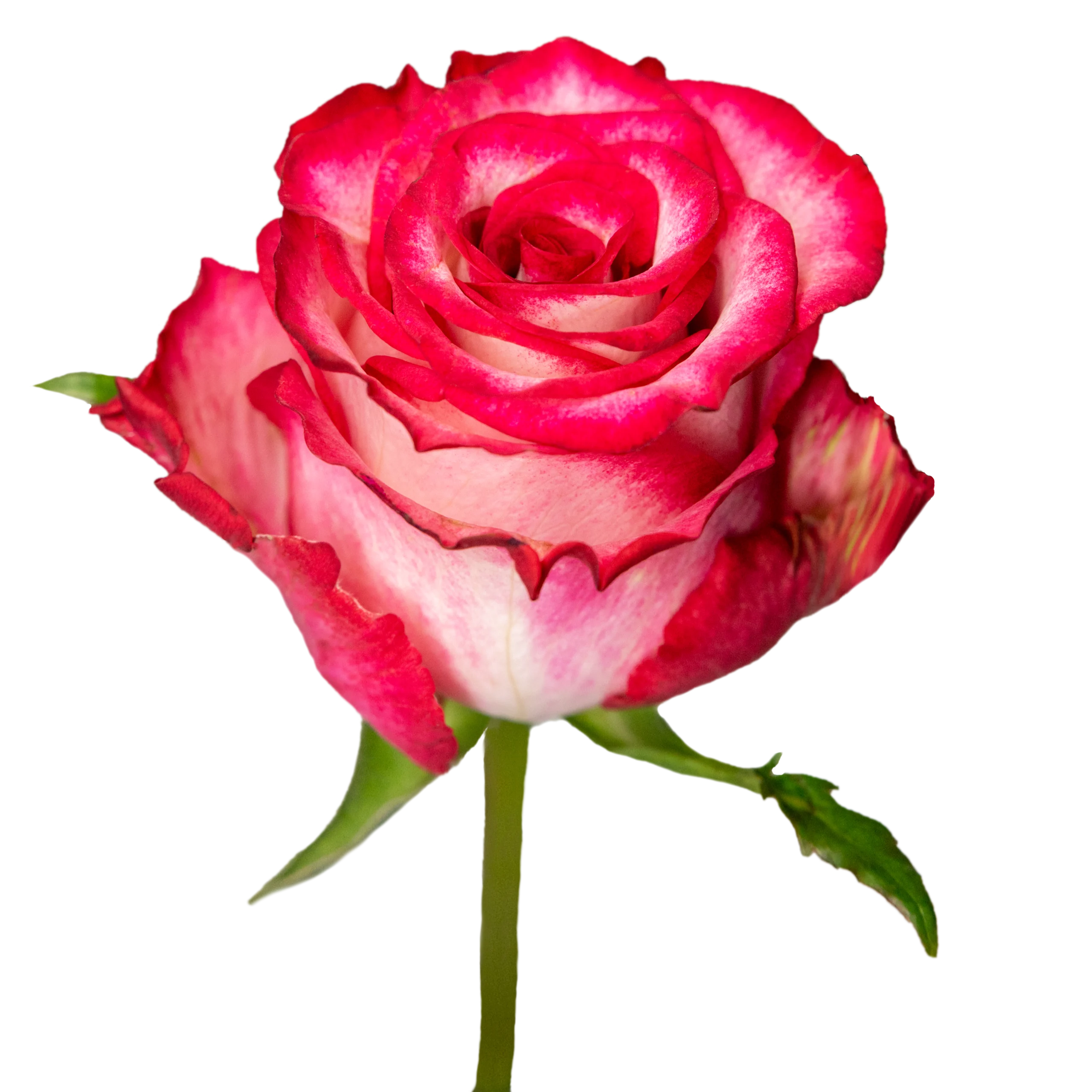 Ripasso Rosa Plaza